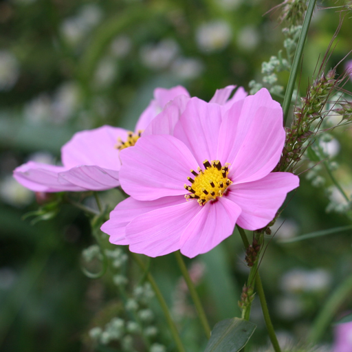 Referenz_Cosmea_IMG_6367_square512
